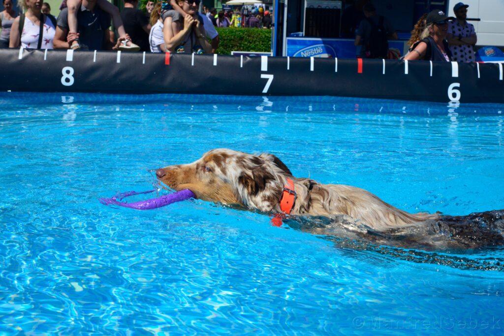 Dog Diving beim Hundetag Baden